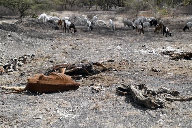 2022年10月21日，肯尼亚卡贾多，牛群因干旱而死亡。（图片来源：法新社/越通社）