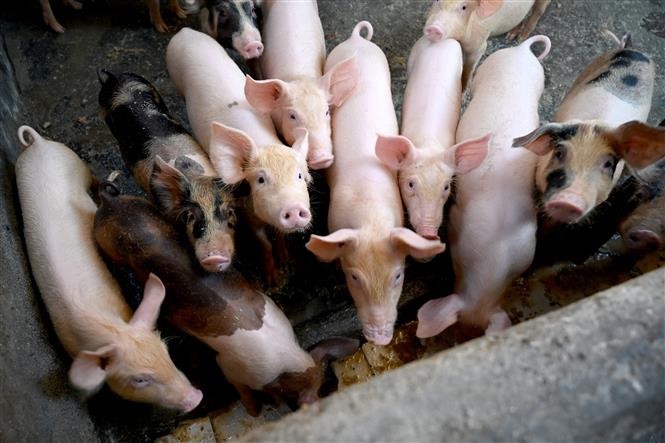 印度尼西亚登巴萨的一个农场饲养着猪。（图片来源：法新社/越通社）