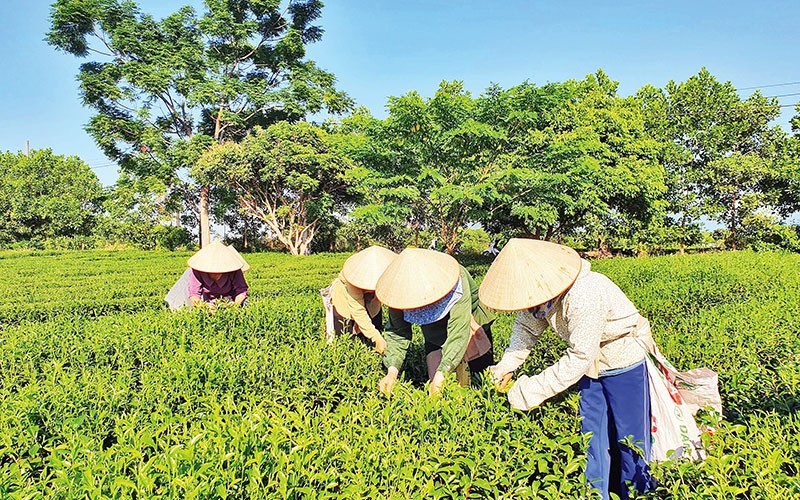 农民在广宁省海河县广龙乡收获茶叶。