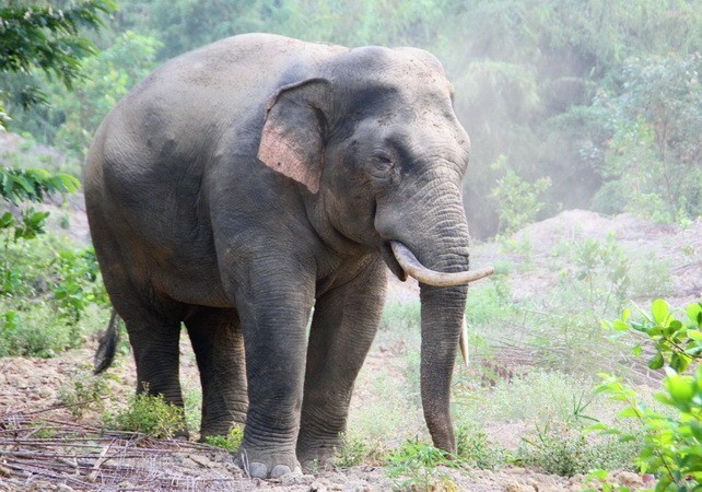 同奈省朝着和谐共处方向积极实施大象保护工作。