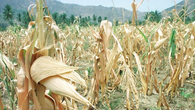 菲律宾南部省份的干燥玉米田。（图片来源：法新社/越通社）