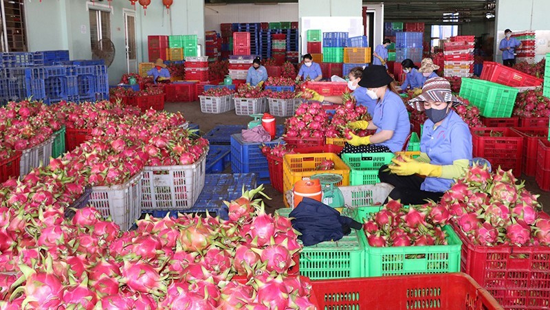 蔬果出口是越南经济的亮点。
