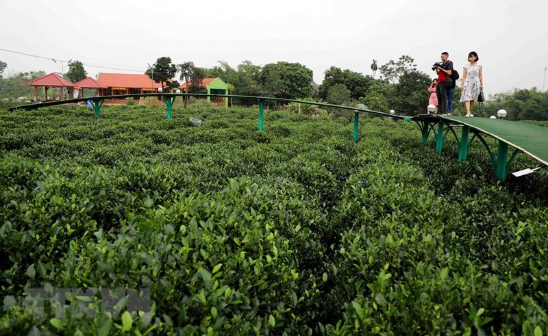 被誉为越南“第一名茶”的太原省每年都吸引众多游客前来参观体验。