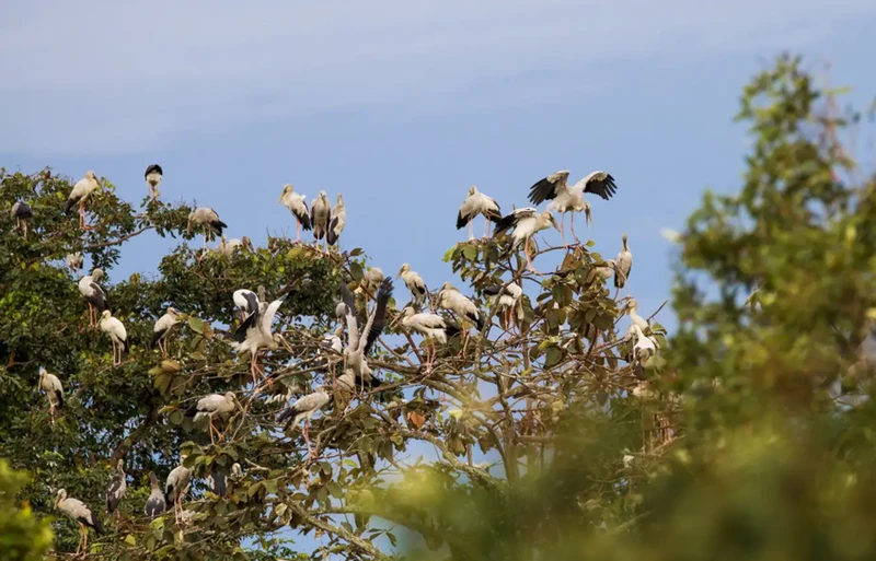 在炉戈-萨马特国家公园栖息的钳嘴鹳群超超1000只。