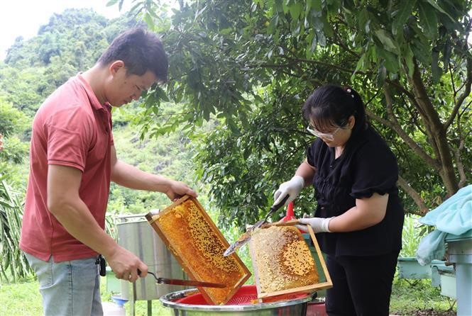 高平省原平县明心乡一个蜂蜜生产单位。（图片来源：越通社）
