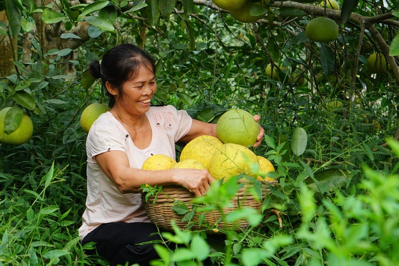 越南富寿省端雄柚子喜获丰收。