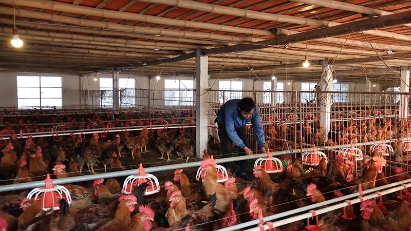 舜玲合作社的肉鸡养殖场。