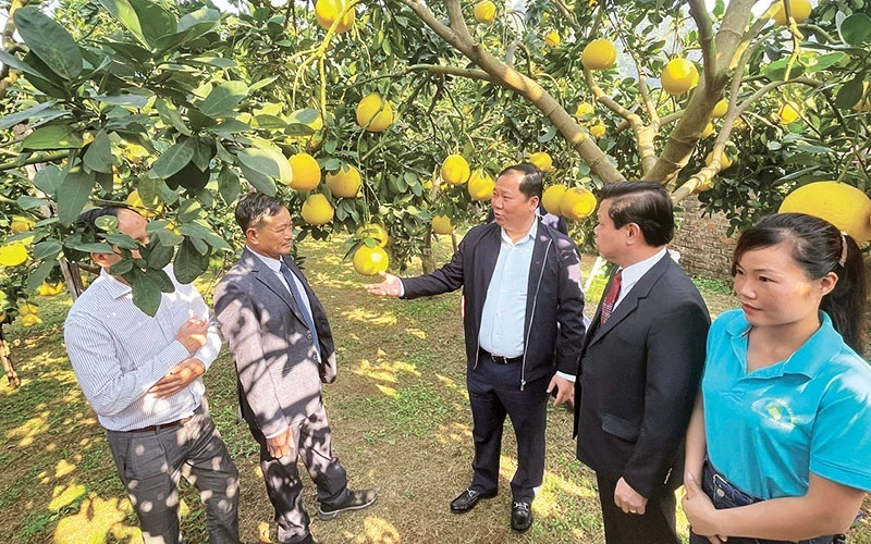 预计2024~2025作物年度，和平省达到出口标准的柚子产量300吨以上。