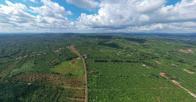得乐省遵守《欧盟零毁林法案》的咖啡产区。