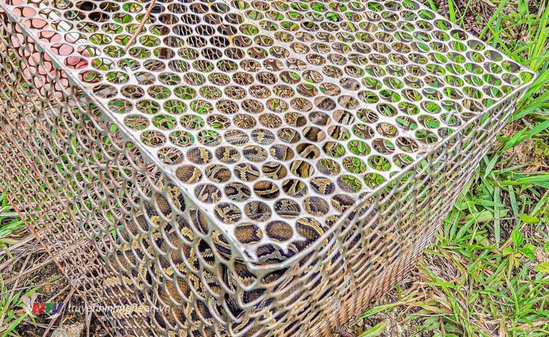将一条珍稀的网纹蟒放回大自然。