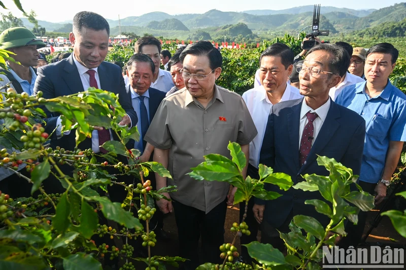 国会主席王廷惠实地考察山罗咖啡种植区。
