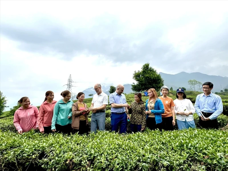 加拿大驻越南大使馆工作代表团考察莱州省三堂县的茶叶种植模式。