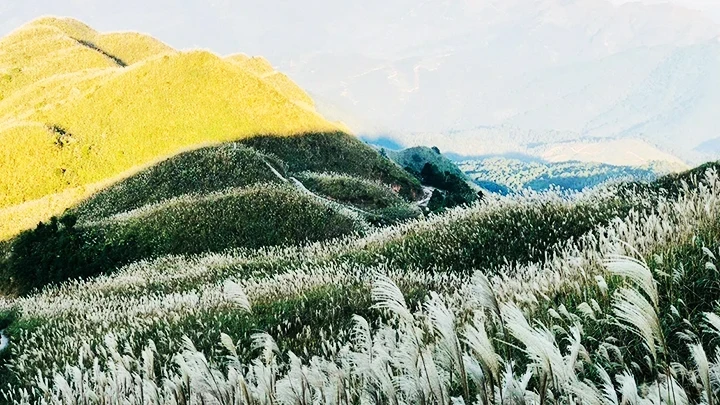 附图：平辽的芦苇季节是想要享受新鲜空气和诗意风景的人的理想目的地。