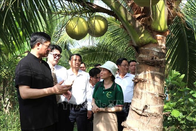 中国驻胡志明市总领事魏华祥参观茶荣省椰子产地。（图片来源：越通社）