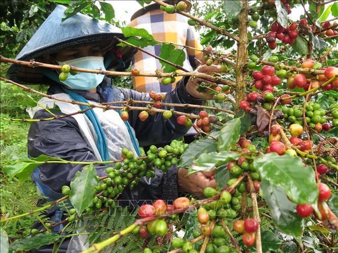 德国媒体报道气候变化对越南咖啡种植的影响