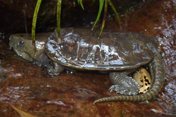 在浦湖自然保护区发现大头龟个体。