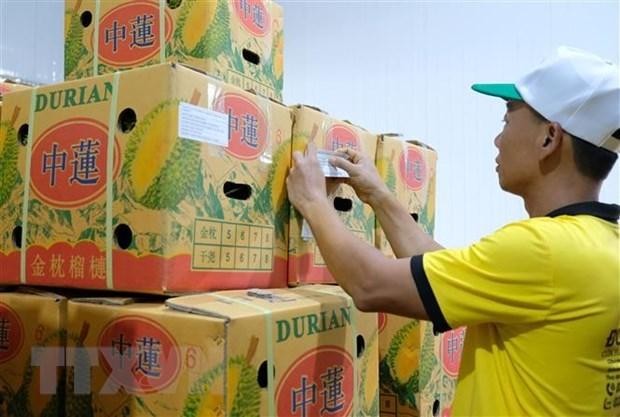 越南企业对中国出口的首批榴莲。
