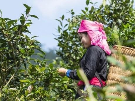 北河县山雪有机茶是越南首个对外出口的有机农产品。