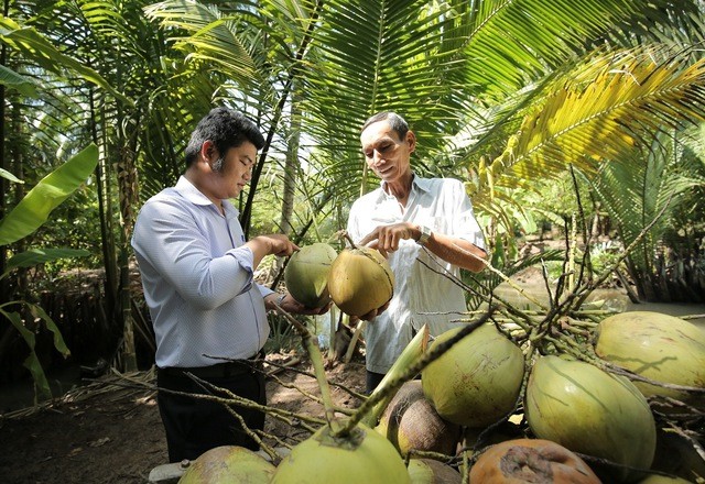 越南椰类产品出口额即将跻身10亿美元俱乐部。