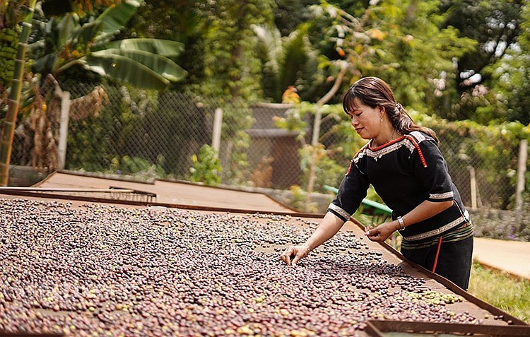 附图：越南对荷兰的咖啡出口呈三位数增长。