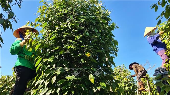 嘉莱省农民忙着2023年胡椒收获季节。