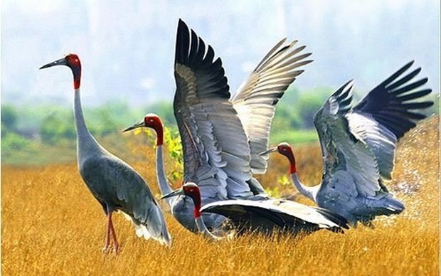 鸟栖国家公园的赤颈鹤。（图片来源：越通社）