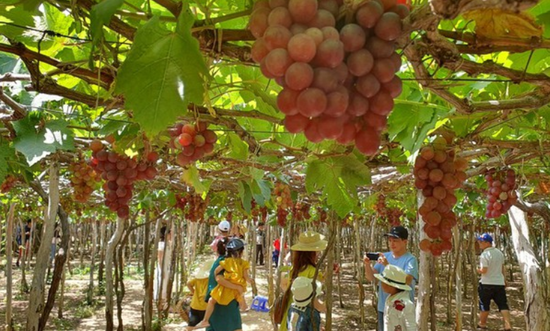 附图：2023年宁顺葡萄和葡萄酒节定于6月13日至18日举行。