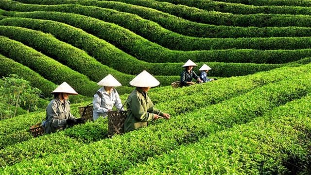 附图：越南茶叶收获。