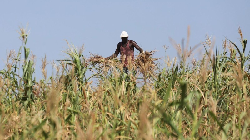 2022 年 2 月 16 日，一名肯尼亚农民连根拔起因干旱而无法收获的玉米田。（图片来源：路透社）