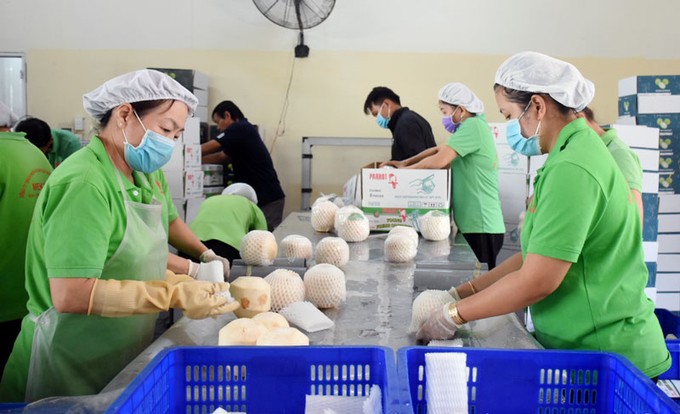 新鲜椰子被认为是越南的“十亿美元”产业。