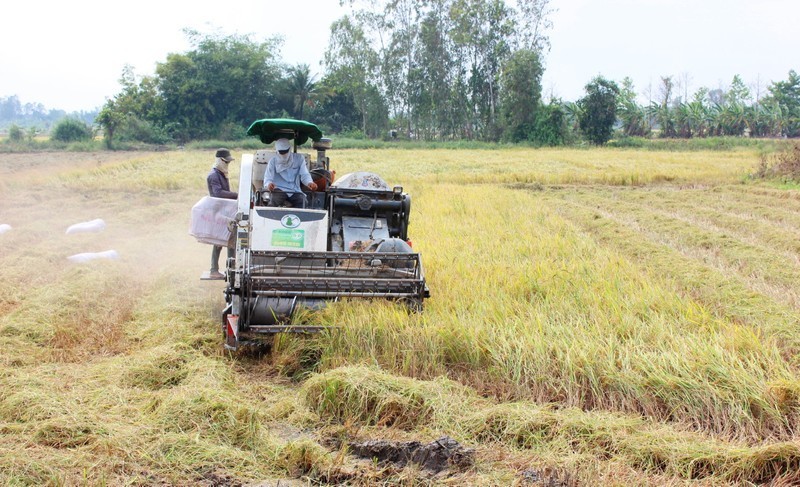 全国各地仍在加大稻谷生产和收获力度。