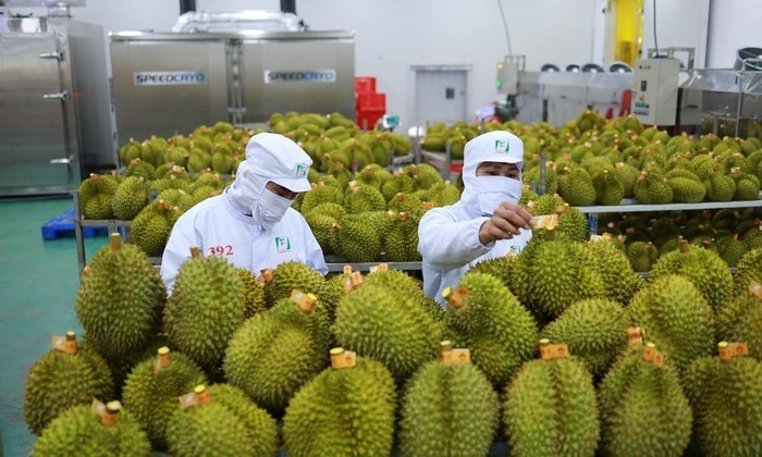附图：越南榴莲生产。