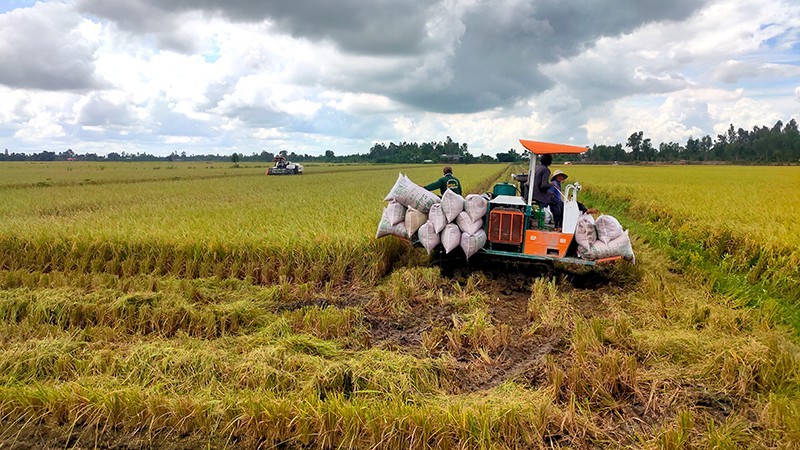 在越南同塔省塔梅县长春乡收割水稻。（友义 摄）