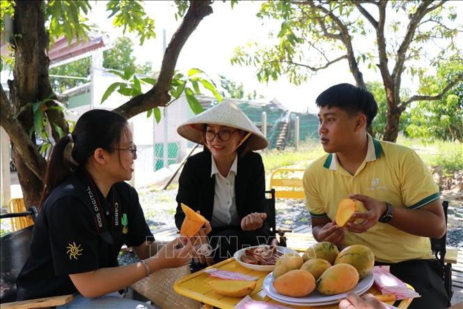 原于美国凯特芒果品种在越南试种成功。