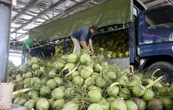 附图：越南椰子产业力争出口额达数十亿美元。