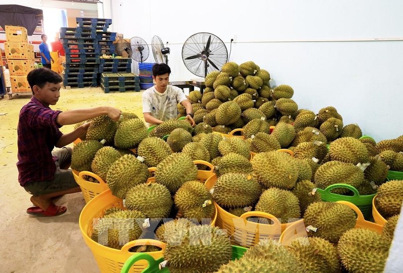 附图：中国是越南榴莲的最大出口市场。