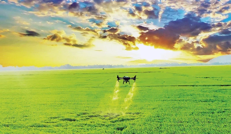 在水稻生产中应用无人机喷洒农药。（何安 摄）