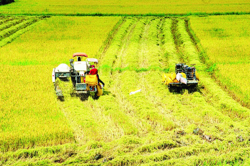 越南稻米行业正在朝着减少排放的目标迈进。(林明日 摄)