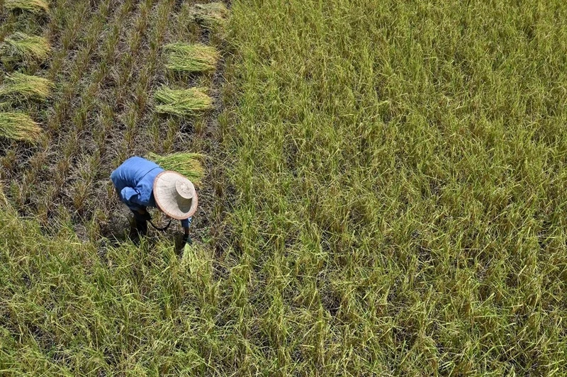 附图：泰国农民收割水稻。（图片来源：法新社/越通社）