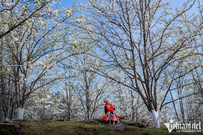 漫山遍野的红泰梨花。（图片来源：越通社）