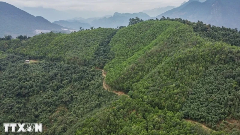 附图：越南已向世行出售1030万吨碳信用。