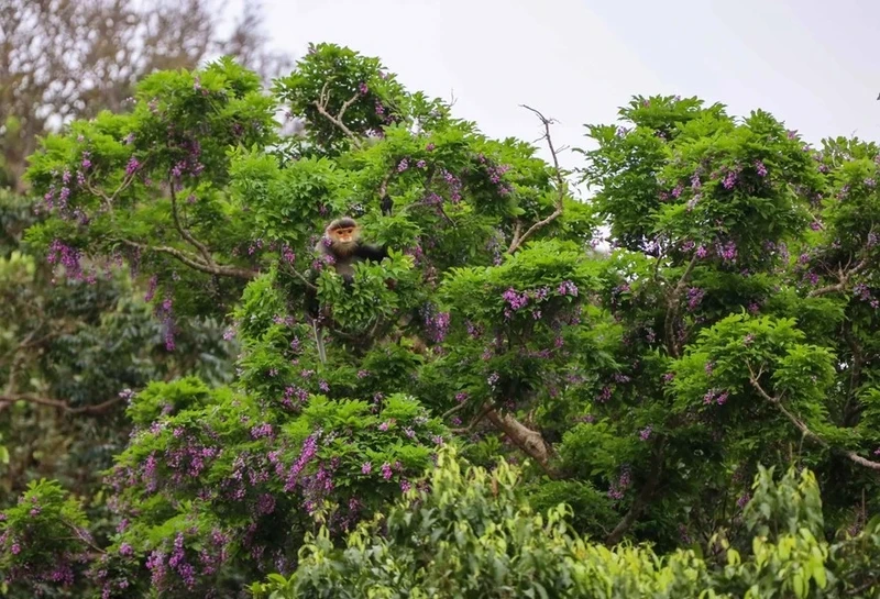岛闹鱼花是被誉为“灵长类女王”的稀有棕腿白臀叶猴喜欢的栖息地。（图片来源：越通社）