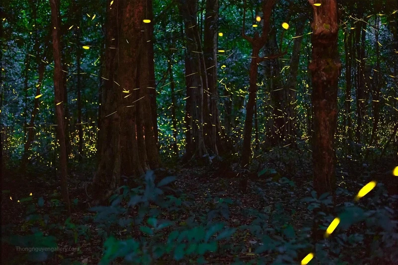 越南首次推出夜间穿越森林观赏萤火虫的旅游线路。（图片来源：越通社）