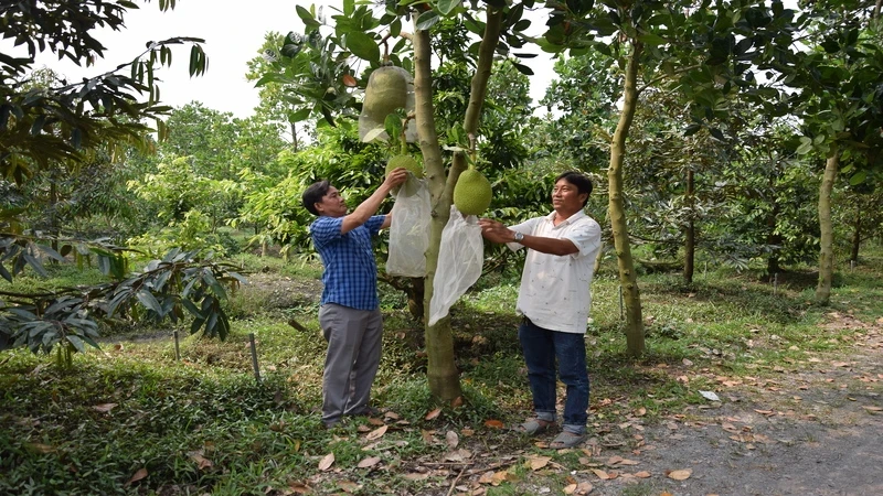 目前湄公河三角洲各种水果进入采收旺季。