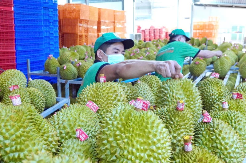 附图：越南对中国出口大量榴莲。