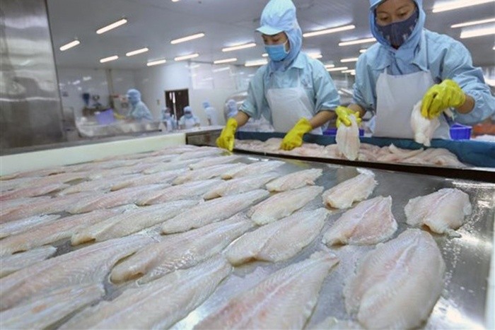 谱写越南查鱼产业发展奇迹篇章