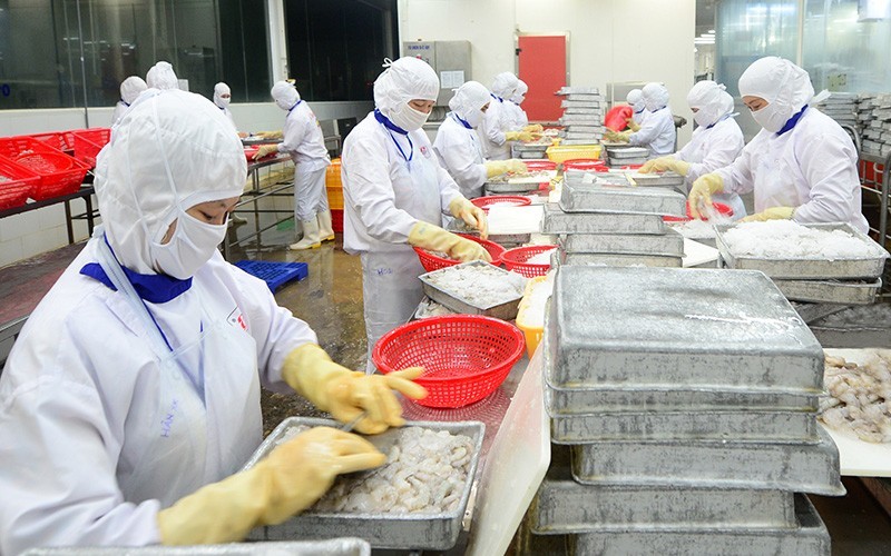 后江省Cafatex水产股份公司的水产品加工活动。