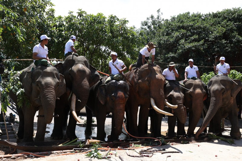 为家养大象举办“自助餐派对”活动。（图片来源：得乐报网）