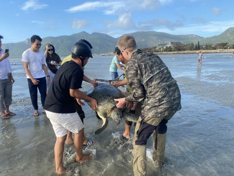 昆岛国家公园林检队成功救护一只绿海龟。（图片来源：越通社）