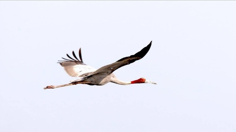 在鸟栖国家公园发现的赤颈鹤（图片来源：baogialai.com.vn）